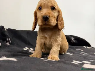 Cocker Spaniel dogs Show Type Cocker Spaniel Puppies 🐶 - Advert 15