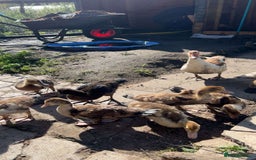 Ducks poultry for sale: Gorgeous and Muscovy ducklings - Image 7