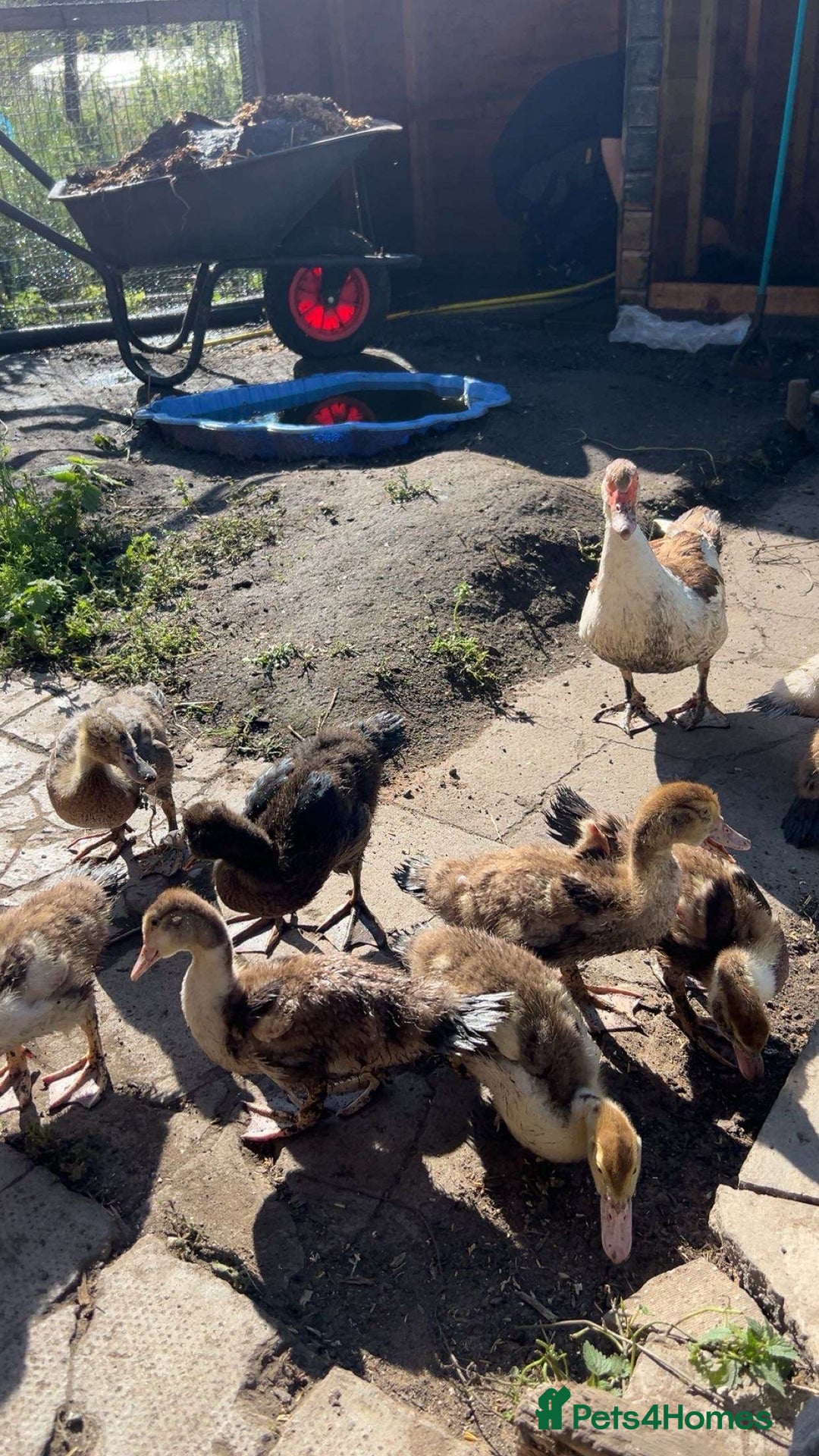 Ducks poultry for sale: Gorgeous and Muscovy ducklings - Image 7
