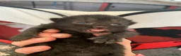 Mixed Breed cats for sale: 4 all black kittens  - Advert 4