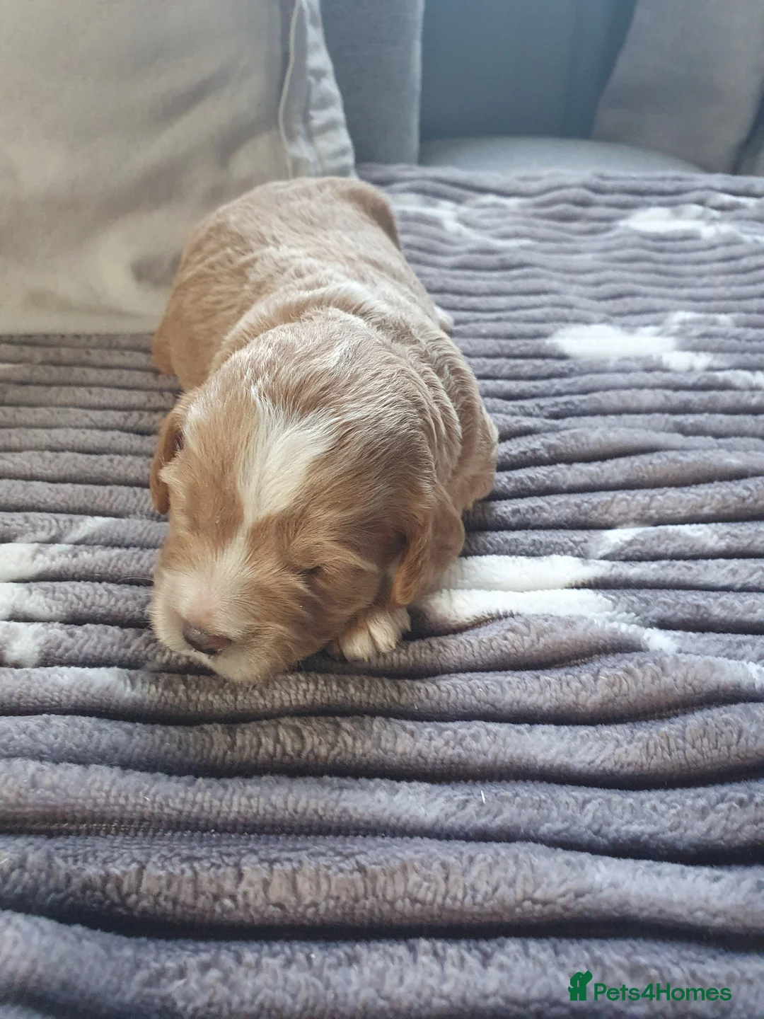 Cockapoo dogs for sale: cockapoo f1b puppies - Advert 4