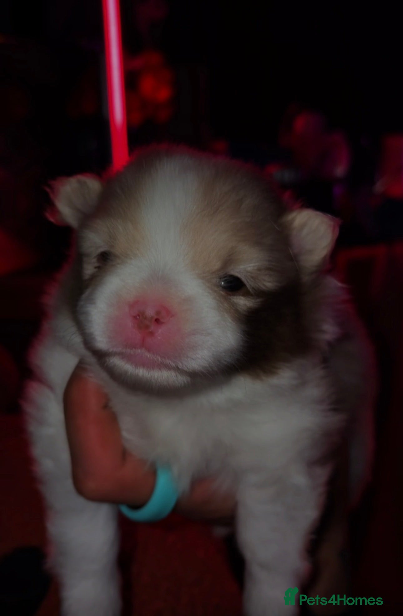 Pomeranian dogs Two beautiful boys cream sable chocolate  - Advert 9