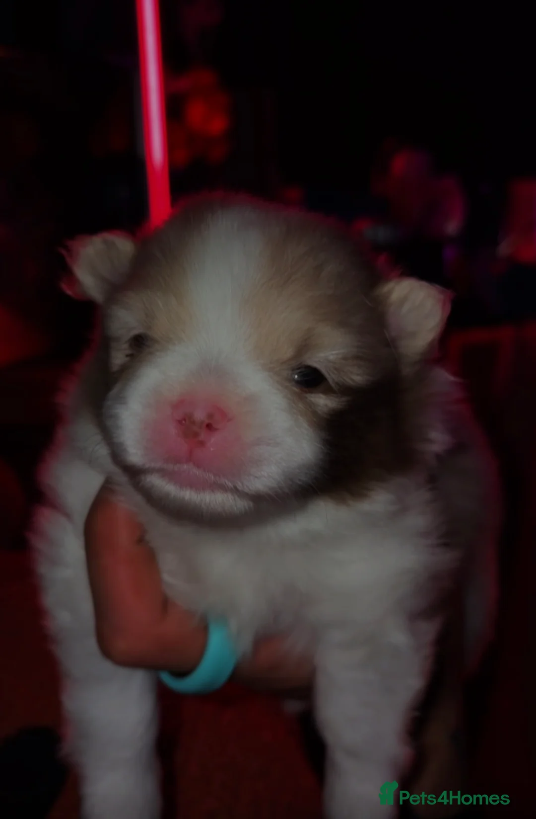 Pomeranian dogs for sale: Two beautiful boys cream sable chocolate  - Advert 1