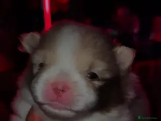 Pomeranian dogs Two beautiful boys cream sable chocolate - Advert 9