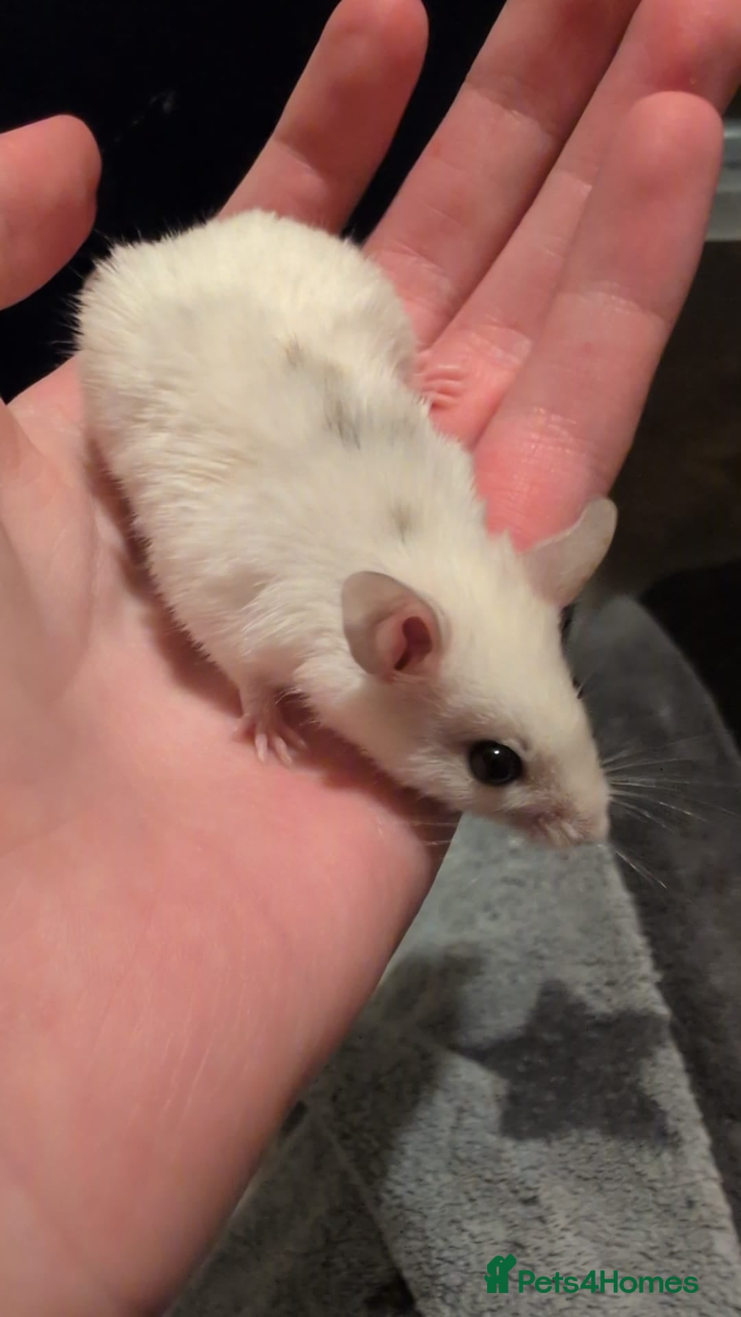 Mouse rodents for sale: Super tame handled African soft fur mice  - Image 7