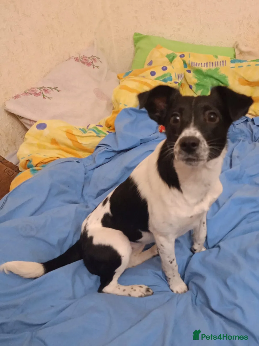 Mixed Breed dogs for adoption: ❤️MATILDA❤️ 10 months, low medium below the knee) - Advert 6