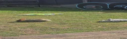 Mini Lop rabbits for sale: Mini Lop bunnies  - Advert 10
