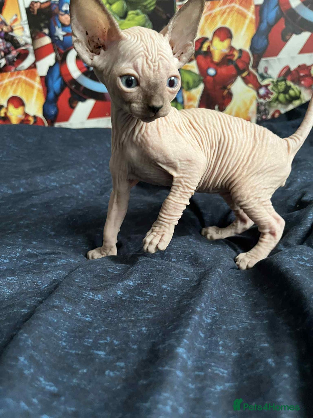 Sphynx cats for sale: Sphynx kittens  - Image 5