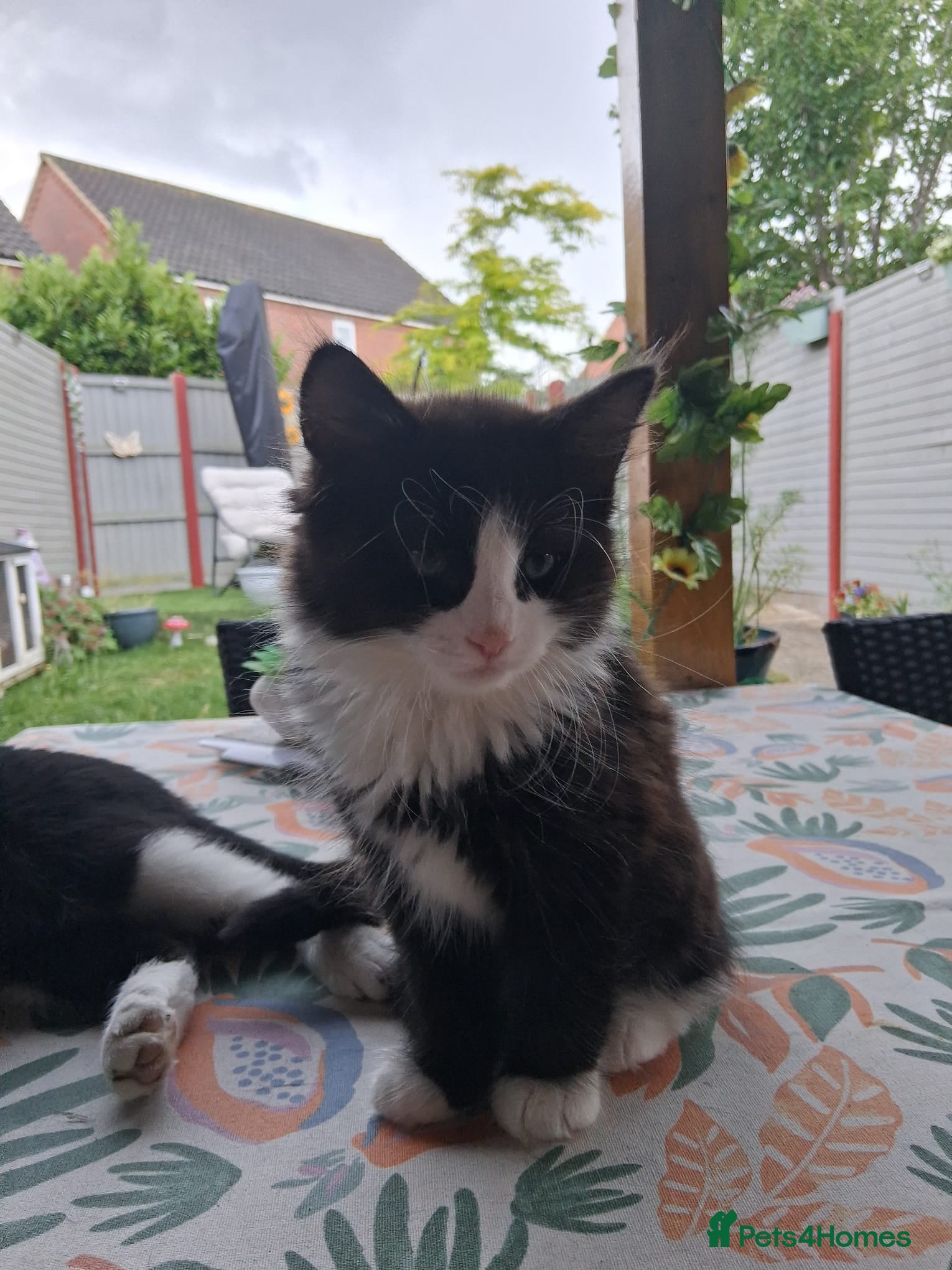 Mixed Breed cats for sale: 1 boy and 2 girls black and white ( tuxedo) - Advert 31