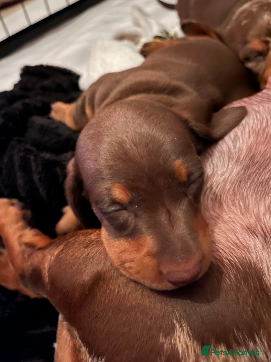 Miniature Dachshund dogs for sale: Kc registered Miniature female dachshund  - Image 6
