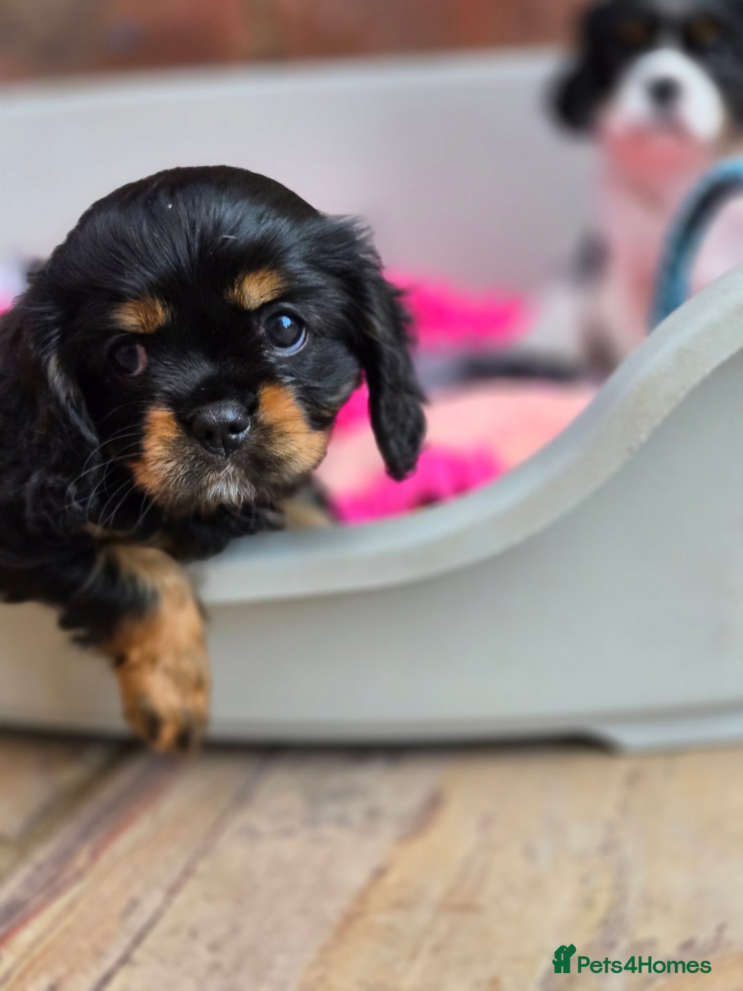 Cavalier King Charles Spaniel dogs for sale: KC Reg Black & Tan Cavalier Girl Puppies  - Image 9