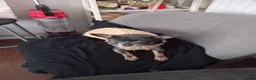 Mixed Breed dogs for sale: Mouse  - Advert 1