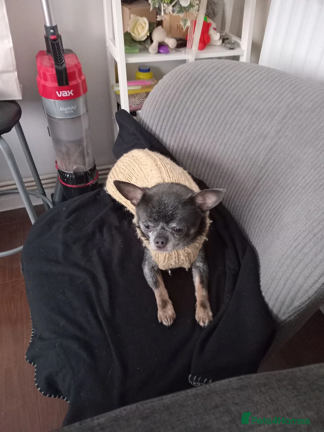 Mixed Breed dogs for sale: Mouse  - Advert 1