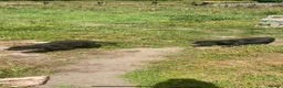 Labrador Retriever dogs for sale: Labrador puppies - Advert 8
