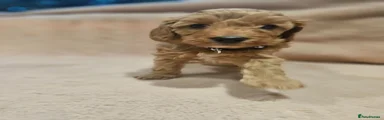 Cavapoo Puppy 4