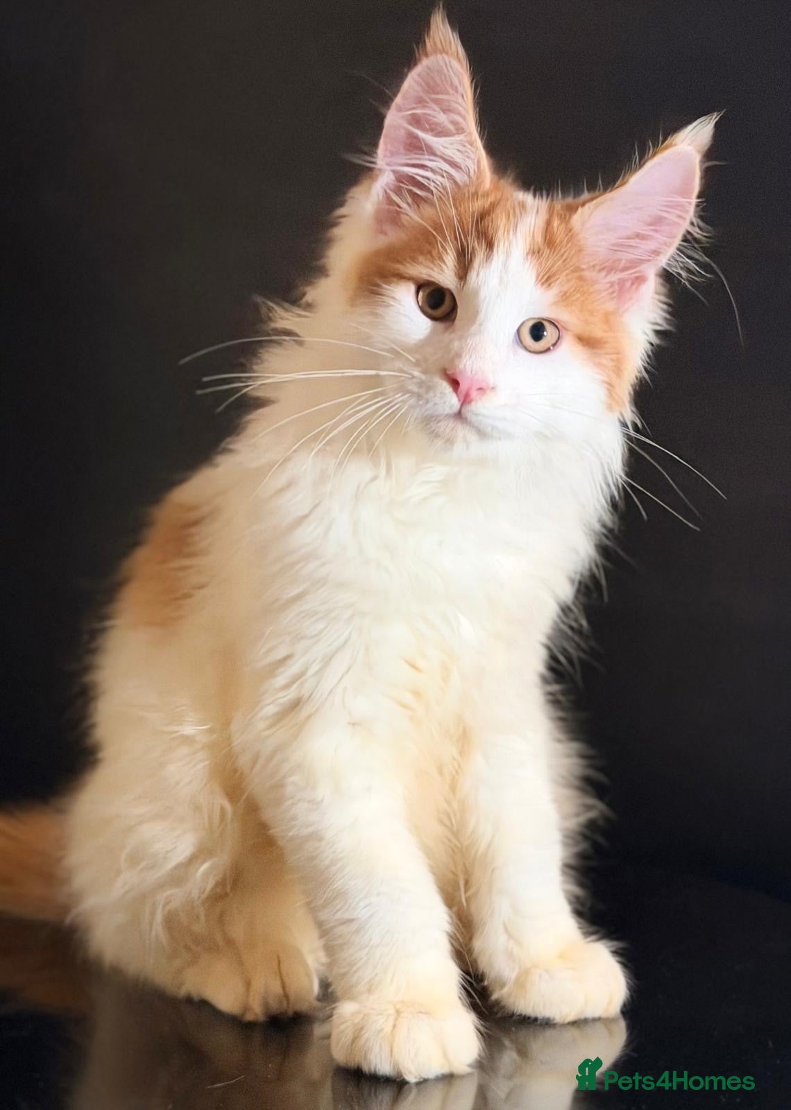 Maine Coon cats Purebred maine coon kittens - Advert 6