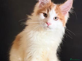 Maine Coon cats Purebred maine coon kittens - Advert 6