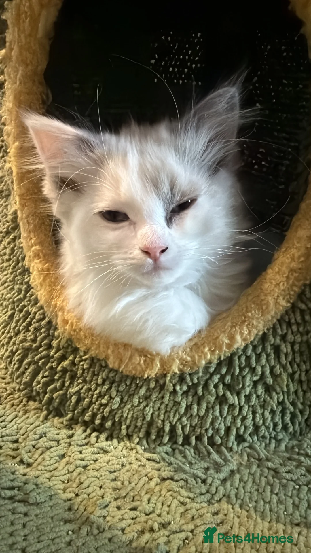 Ragdoll cats for sale: 2 Genetic tested pure Ragdoll Tortie Girl’s Ready - Advert 3