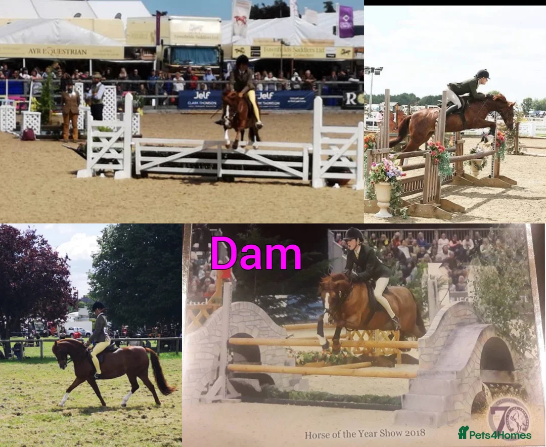 Welsh Section B horses for sale: GRANGE BANK LUCKY LADY  in Newport - Advert 2