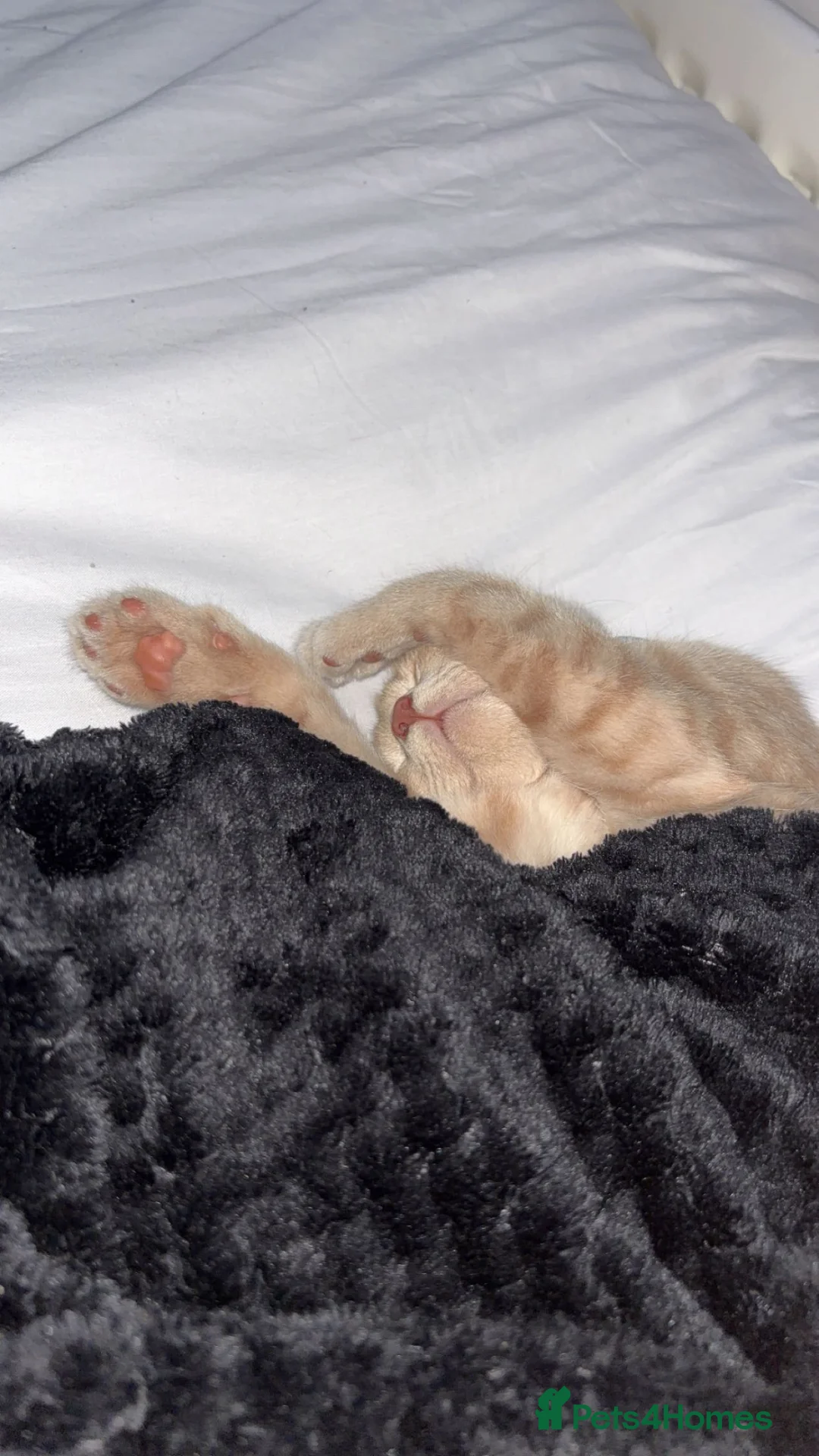 British Shorthair cats for sale: Male cat 9 months old  - Advert 8