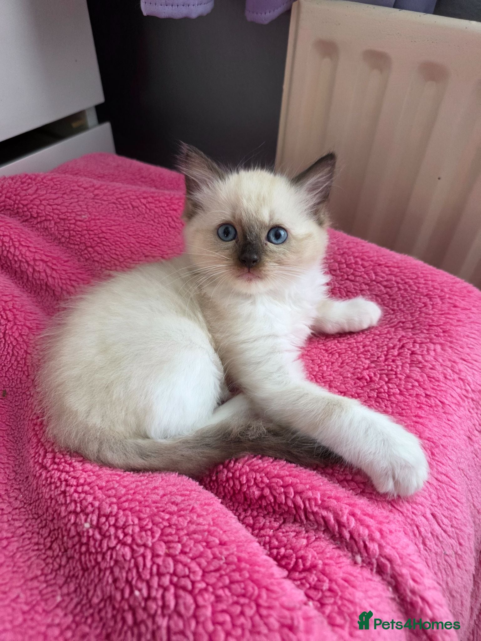 Ragdoll cats Pure Ragdolls kittens, 1 male available 💎🐯😺 - Advert 2