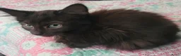 Mixed Breed cats for sale: 4 Mixed breed kittens - Advert 3