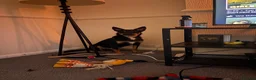 Mixed Breed dogs for sale: Kelpie x Border Collie 11 Month Old Puppy Rehome  - Advert 13