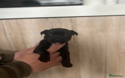 Patterdale Terrier dogs for sale: 3 gorgeous patterdale puppies  - Image 6
