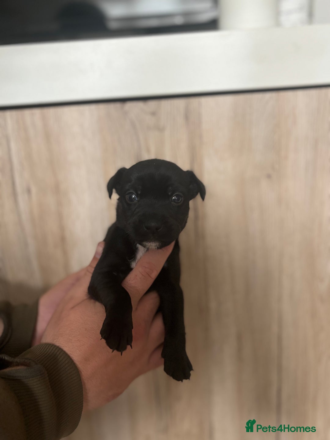 Patterdale Terrier dogs for sale: 3 gorgeous patterdale puppies  - Image 6