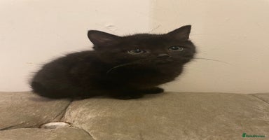 Mixed Breed cats - Advert 4