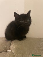 Mixed Breed cats - Advert 4