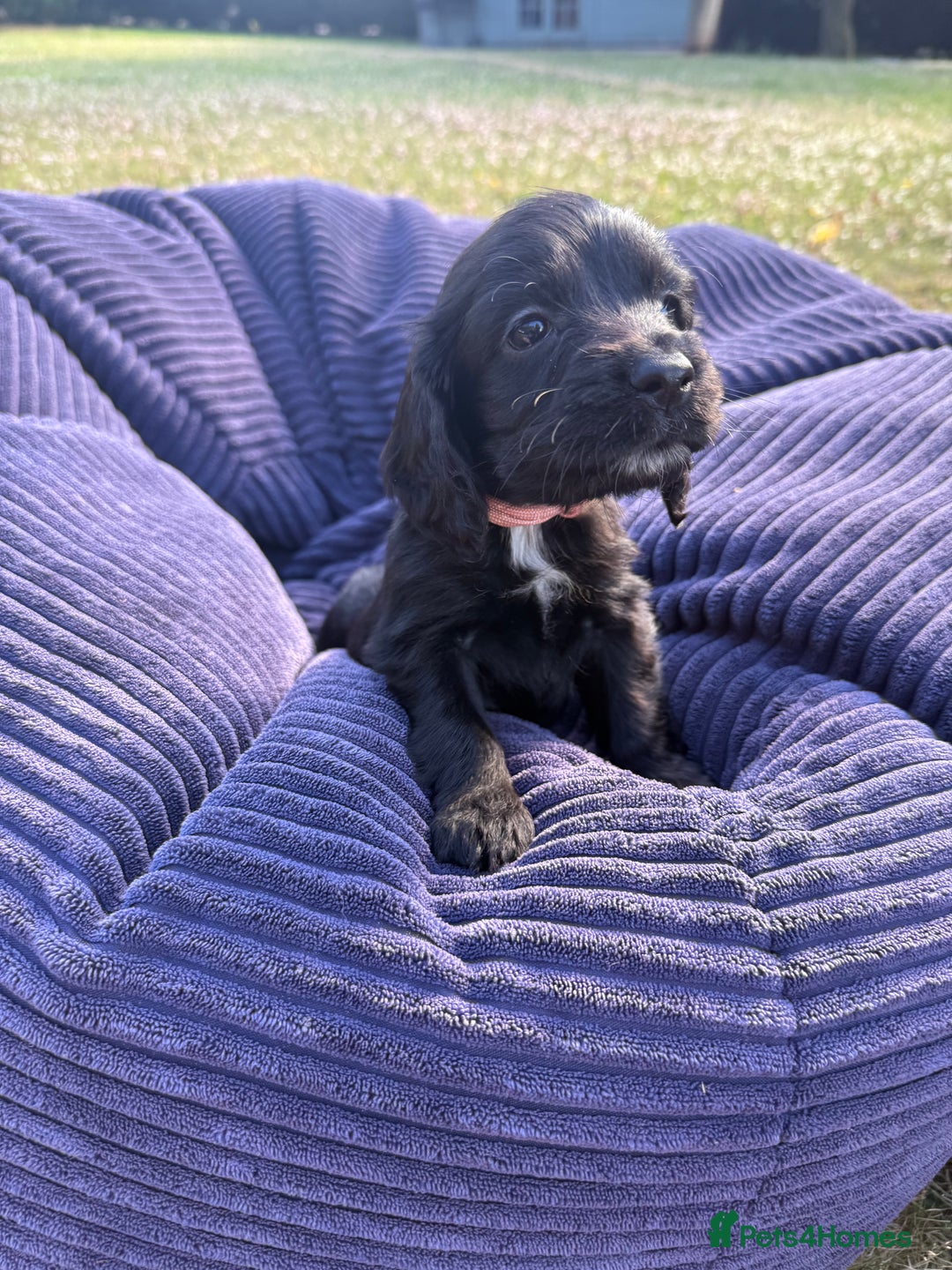 Cockapoo dogs for sale: Cockapoo puppies F1 READY TO LEAVE 🏡🥰 in Leicester - Image 8