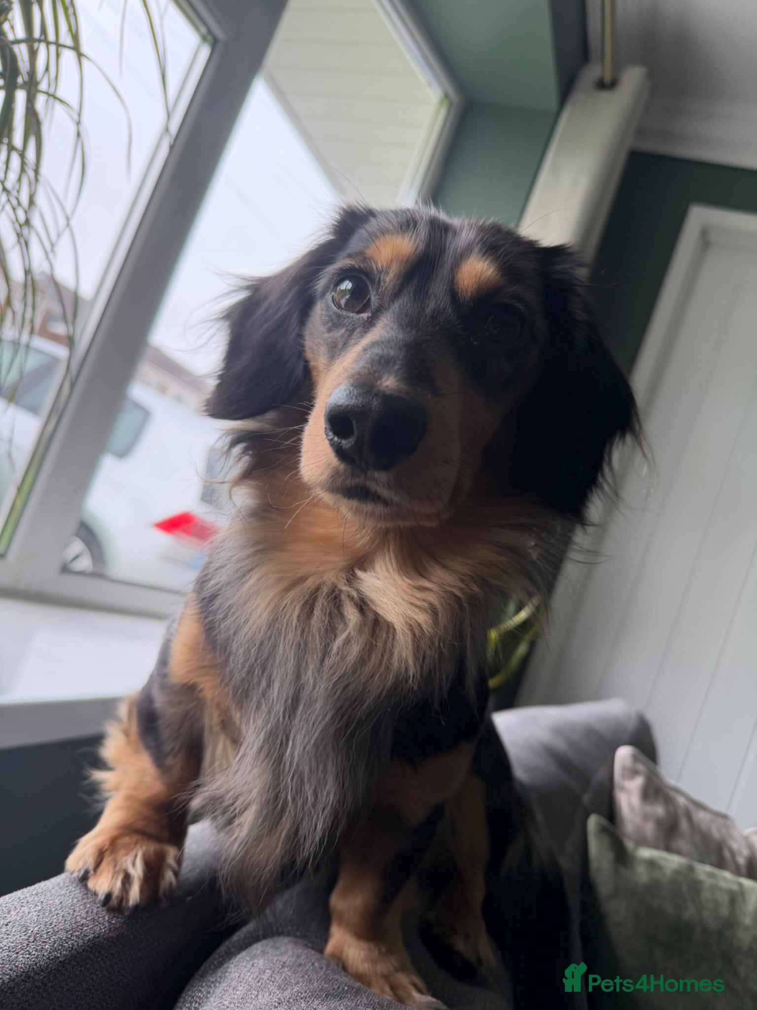 Miniature Dachshund dogs 2yo Long Haired Dachshund For New Home - Advert 4