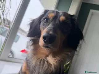 Miniature Dachshund dogs 2yo Long Haired Dachshund For New Home - Advert 1