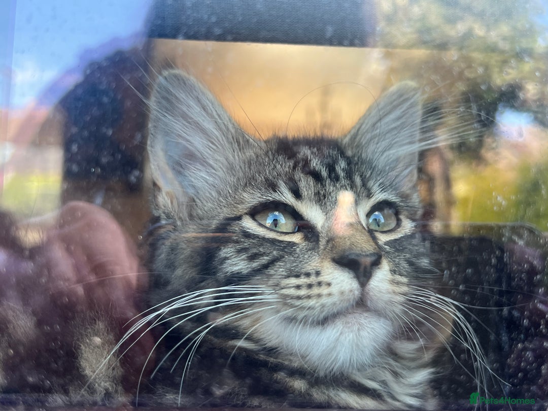 Mixed Breed cats for sale: 2 beautiful kittens looking for a new home - Image 4