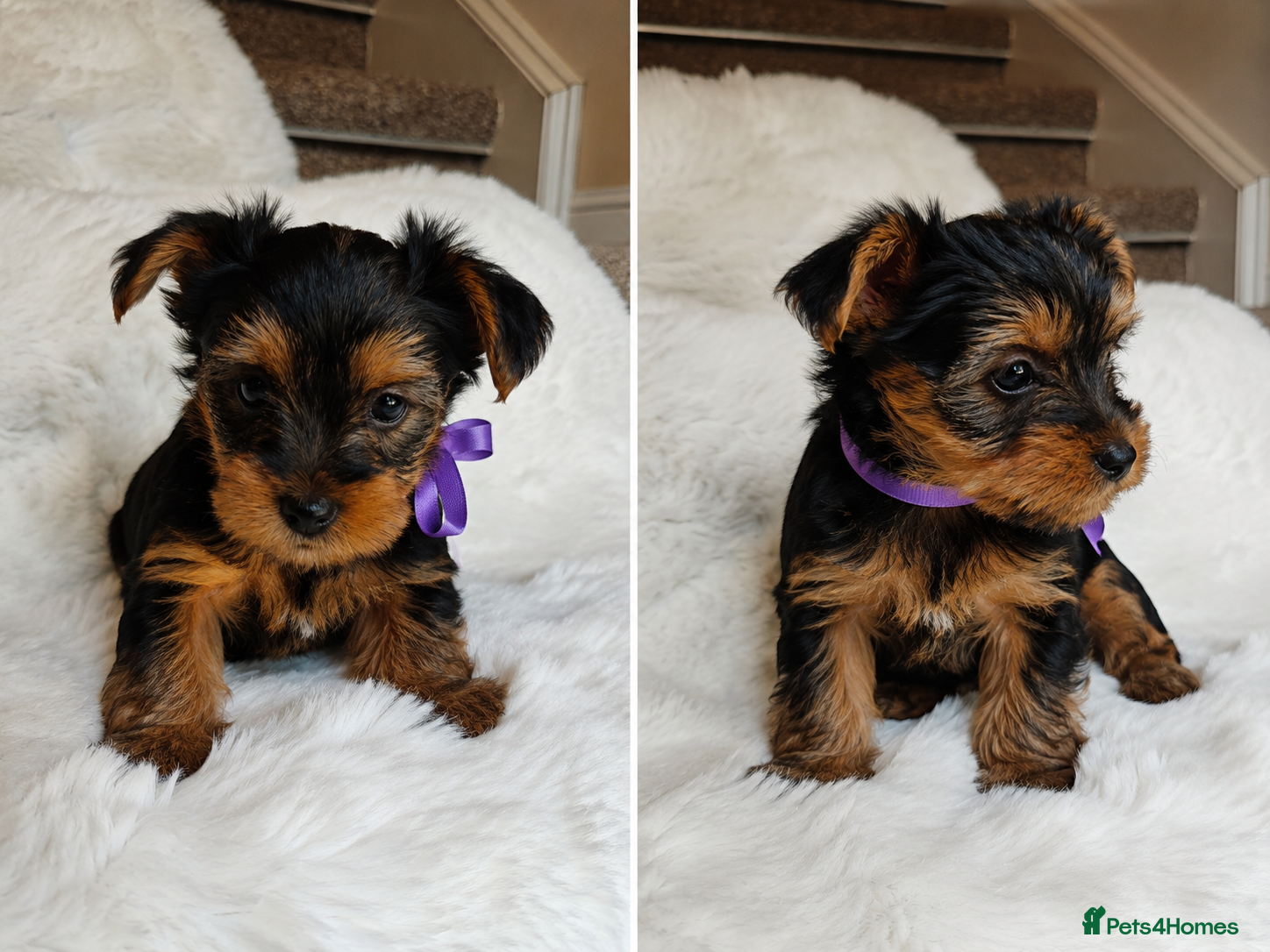 Yorkshire Terrier dogs Purebred Baby Girl Yorkshire Terrier Vaccinated - Advert 2