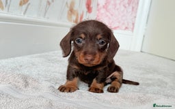 Miniature Dachshund dogs for sale: Quality miniature dachshund puppies  - Image 13