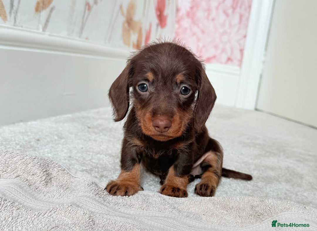 Miniature Dachshund dogs for sale: Quality miniature dachshund puppies  - Image 13