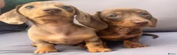 Miniature Dachshund dogs for sale: Best colors miniature Dachshund puppies in Belfast - Advert 2