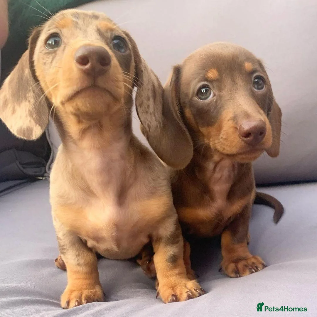 Miniature Dachshund dogs for sale: Best colors miniature Dachshund puppies in Belfast - Advert 2