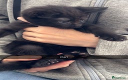 Mixed Breed cats for sale: 4 mixed breed kittens looking for forever homes.  - Image 3
