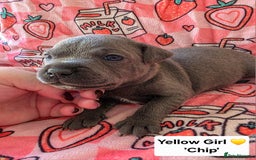 Staffordshire Bull Terrier dogs for sale: Gorgeous Chunky KC Blue Staffy Puppies - Image 5