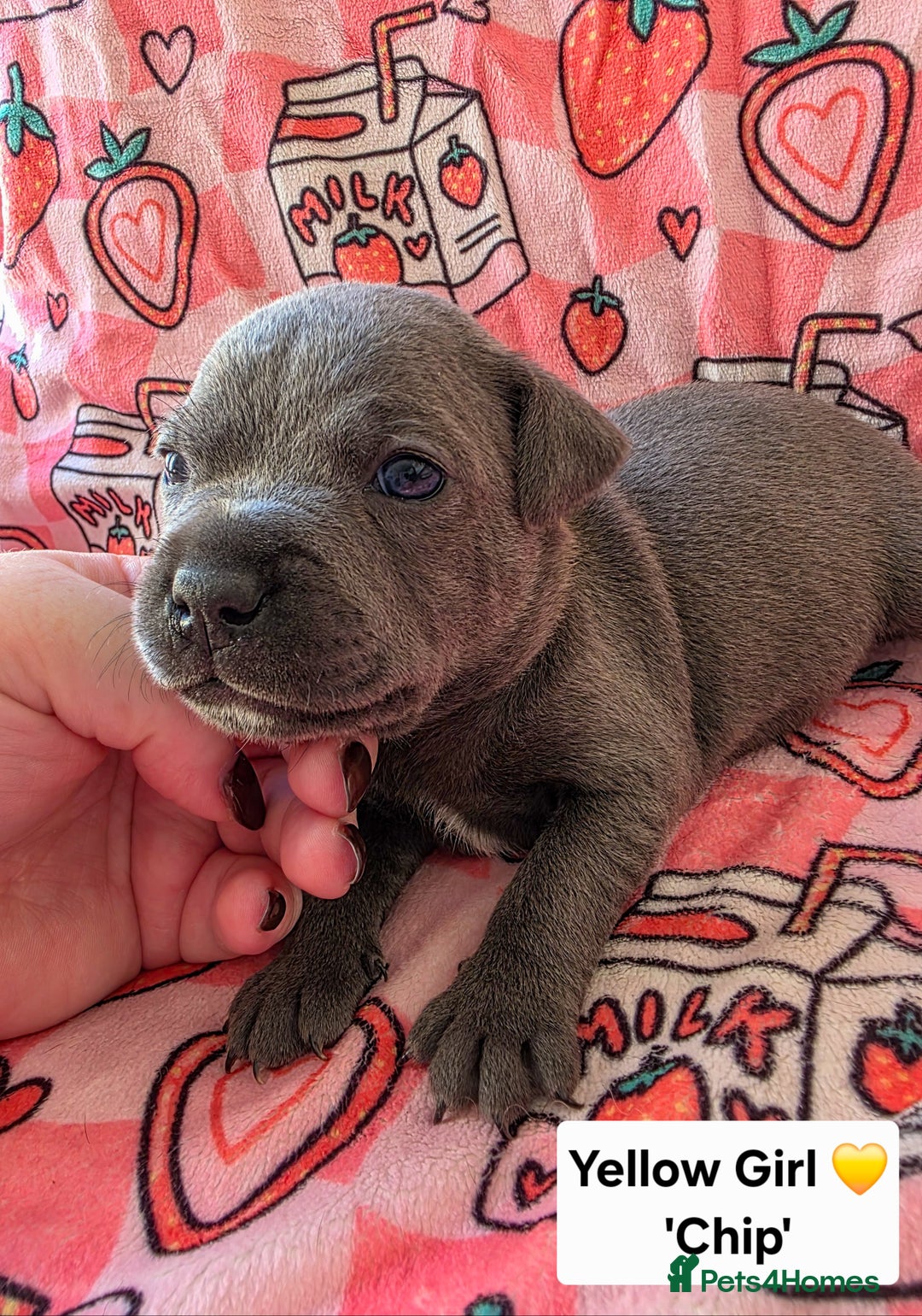Staffordshire Bull Terrier dogs for sale: Gorgeous Chunky KC Blue Staffy Puppies - Image 5