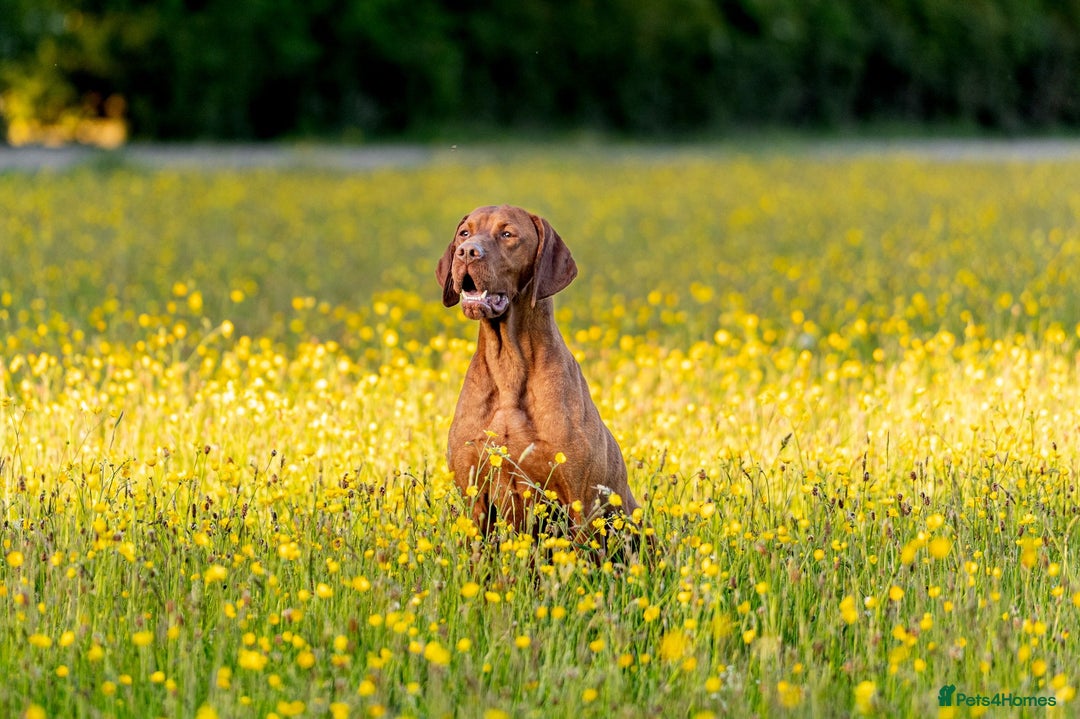 Hungarian Vizsla dogs for stud: KC Registered Smooth Hungarian Vizsla in Penrith - Advert 6