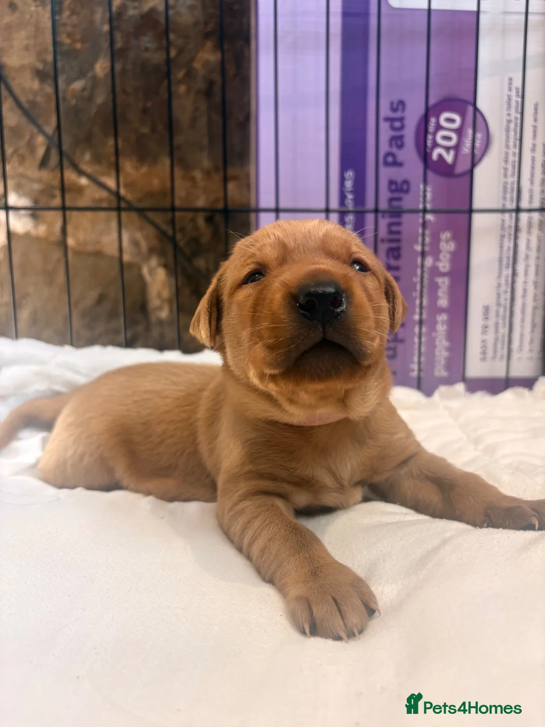 Labrador Retriever dogs for sale:  🐾❤️ KC Registered Fox Red Labrador Puppies 🐶✨ in Blackburn - Advert 8