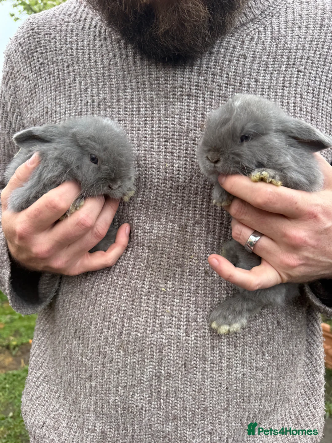 Mini Lop rabbits for sale: ALL RESERVED ♥️ - Advert 2