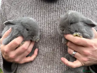 Mini Lop rabbits 2 x Lilac Mini Lop bucks Left - Advert 17