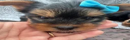 Yorkshire Terrier dogs for sale: Miniature yourkshire terrier - Advert 9