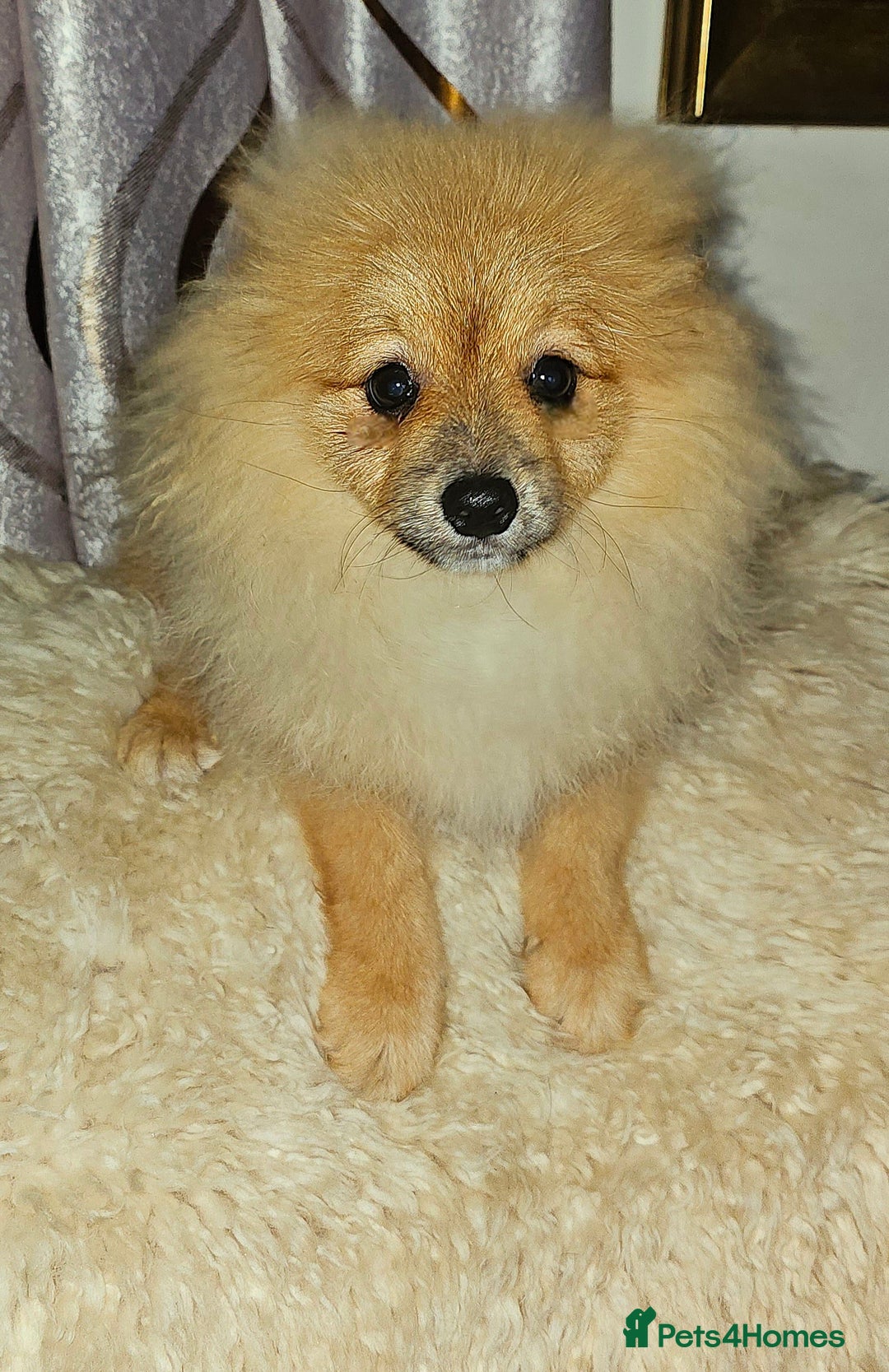 Pomeranian dogs for sale: 1 Pomeranian Puppy  - Advert 2