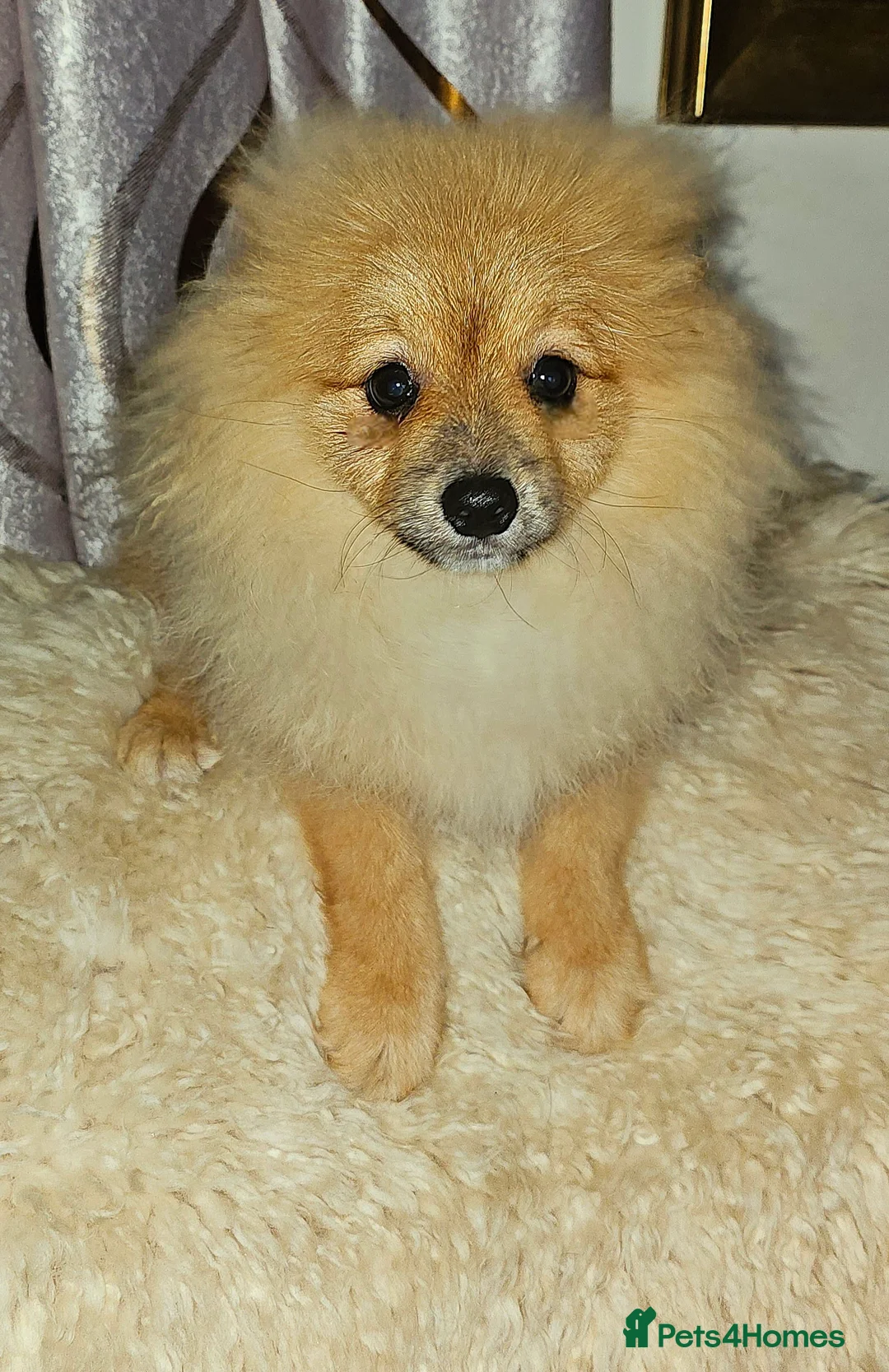 Pomeranian dogs for sale: 1 Pomeranian Puppy  - Advert 2